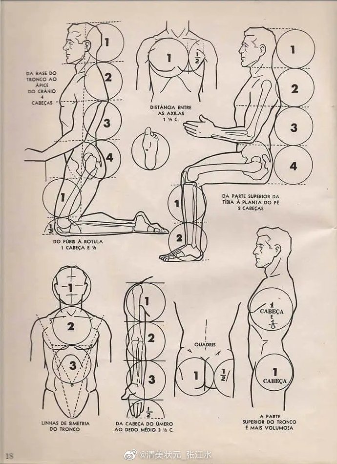 超詳細的人體比例結構想考美院的藝術生值得收藏