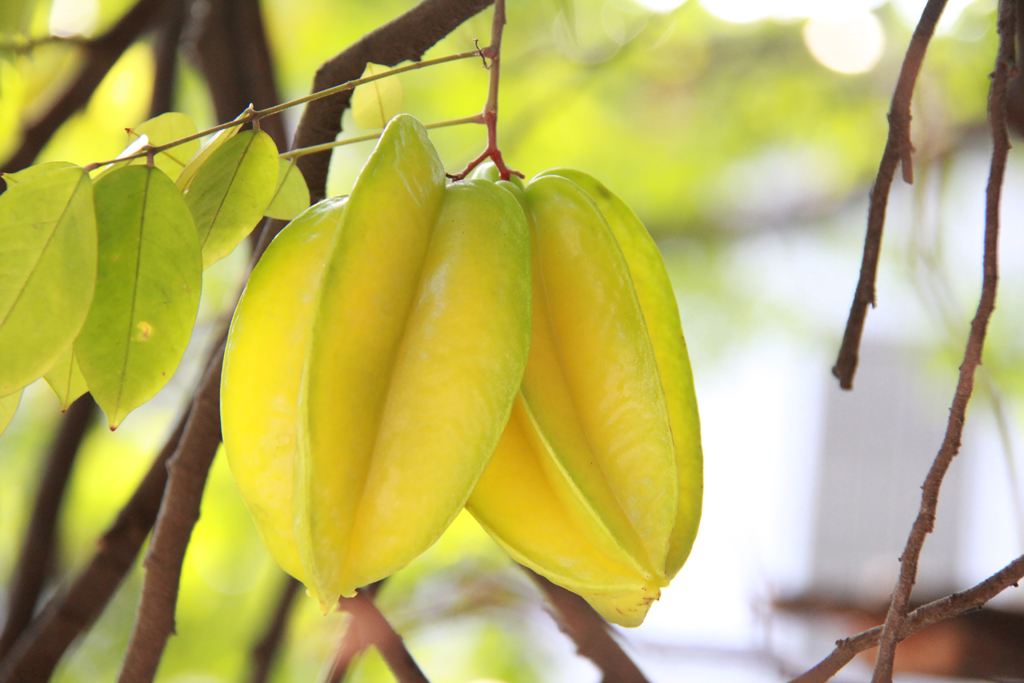 尿毒症能吃杨桃吗?