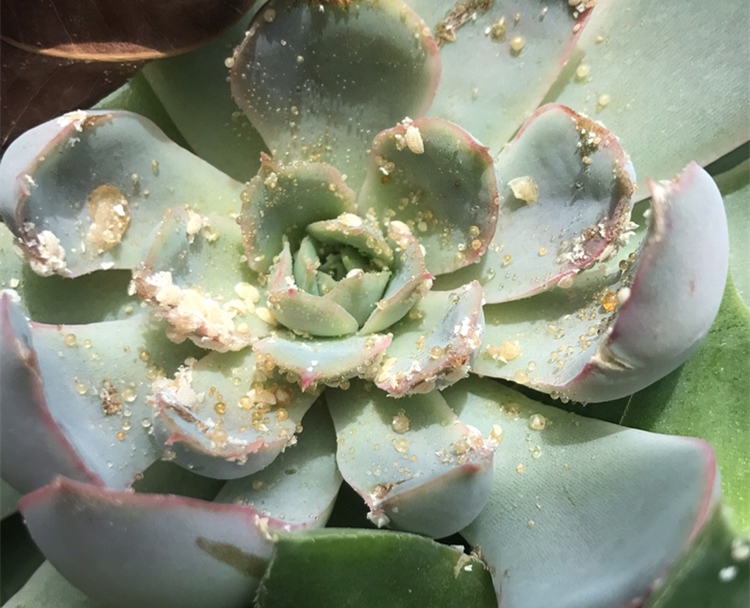 原创气温回升花友讨厌的小黑飞蚜虫蚧壳虫泛滥1个方法全搞定