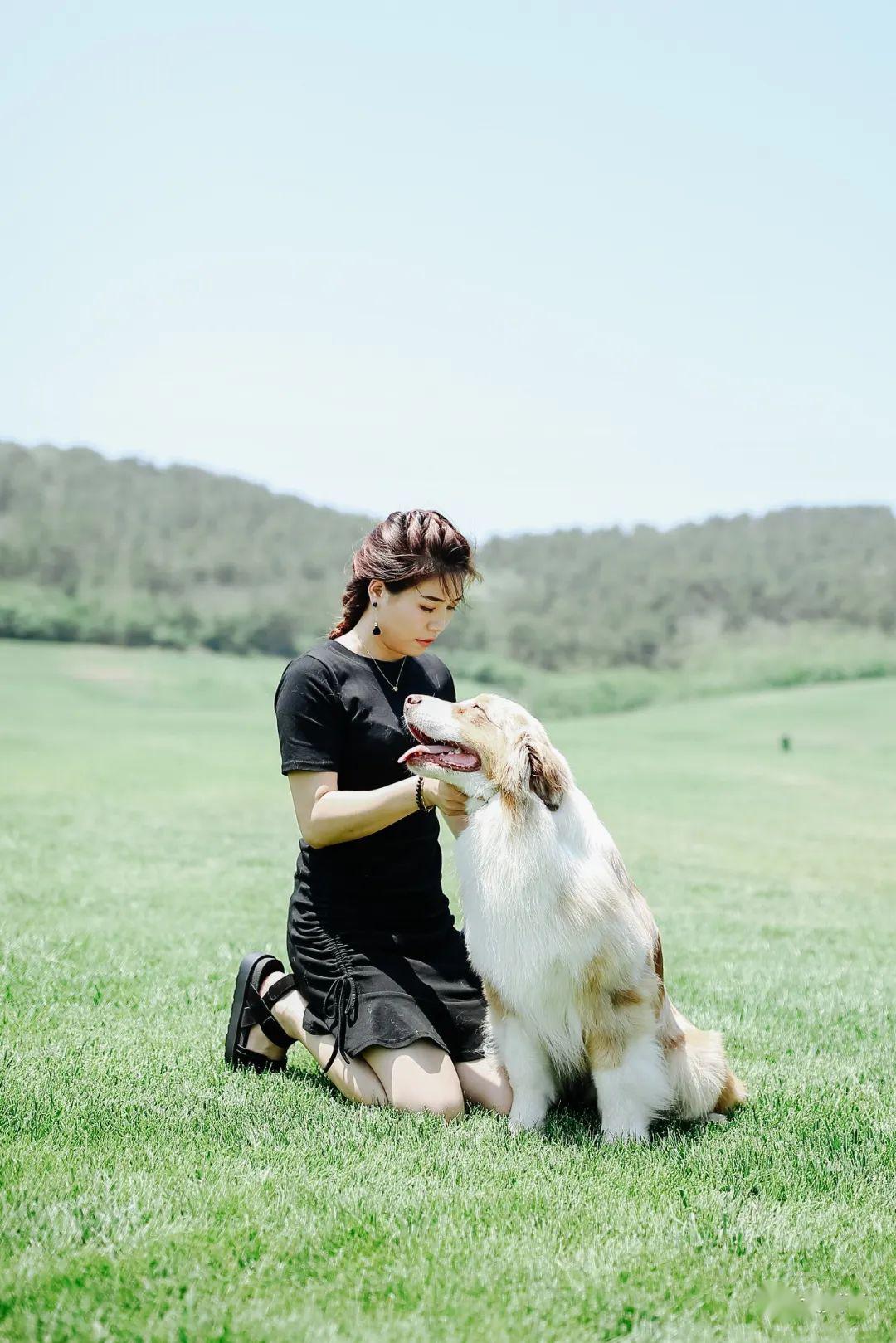 《天下犬舍》出师已捷身先逝澳牧缘永相随