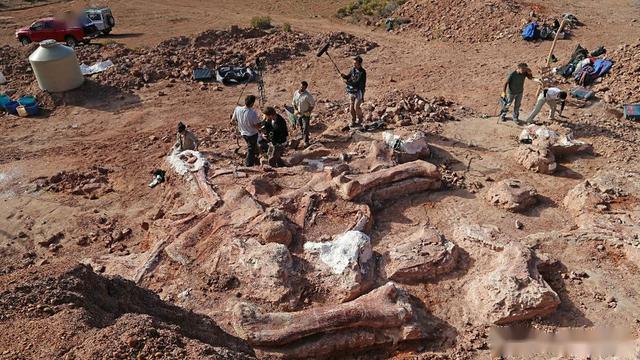巴塔哥巨龙化石图片