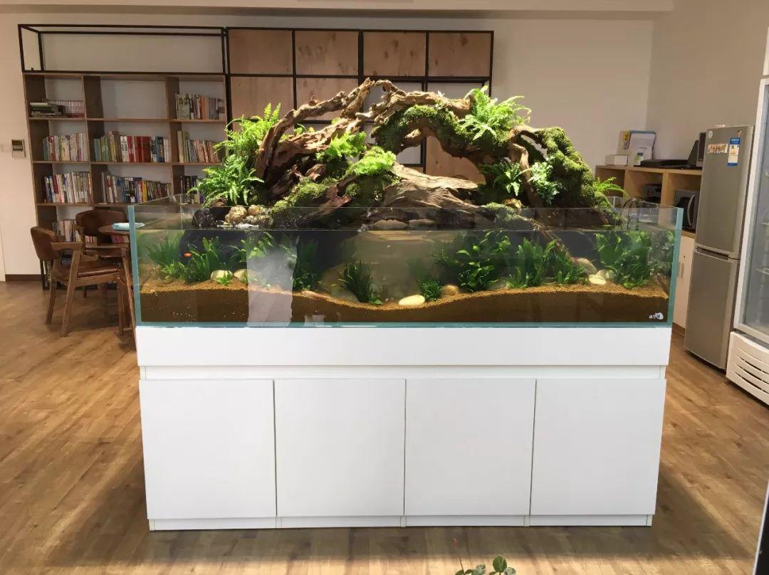 造景缸风水说的科学解读