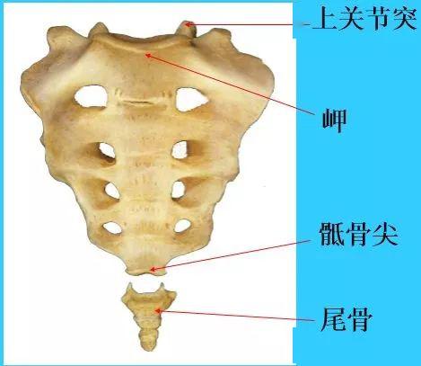 牛荐椎位置图图片