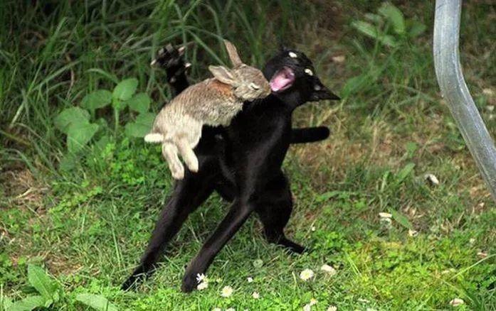 姐妹们,你们的兔子报复心强吗?