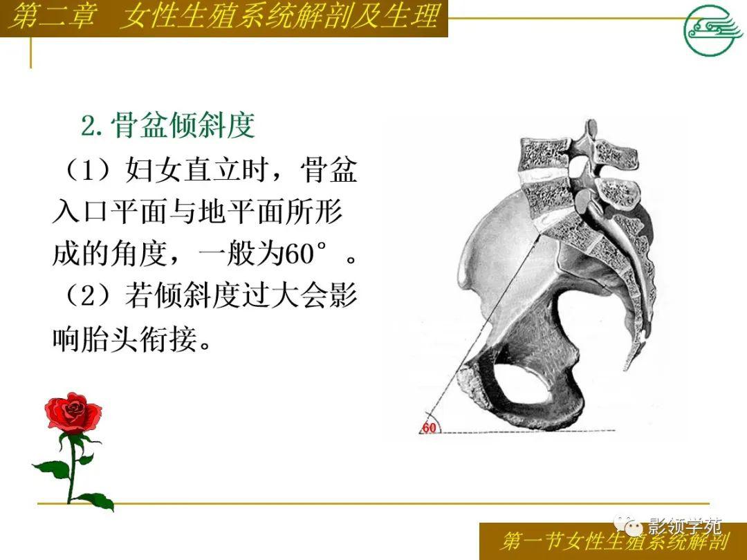 女性生殖系统解剖及生理_平台
