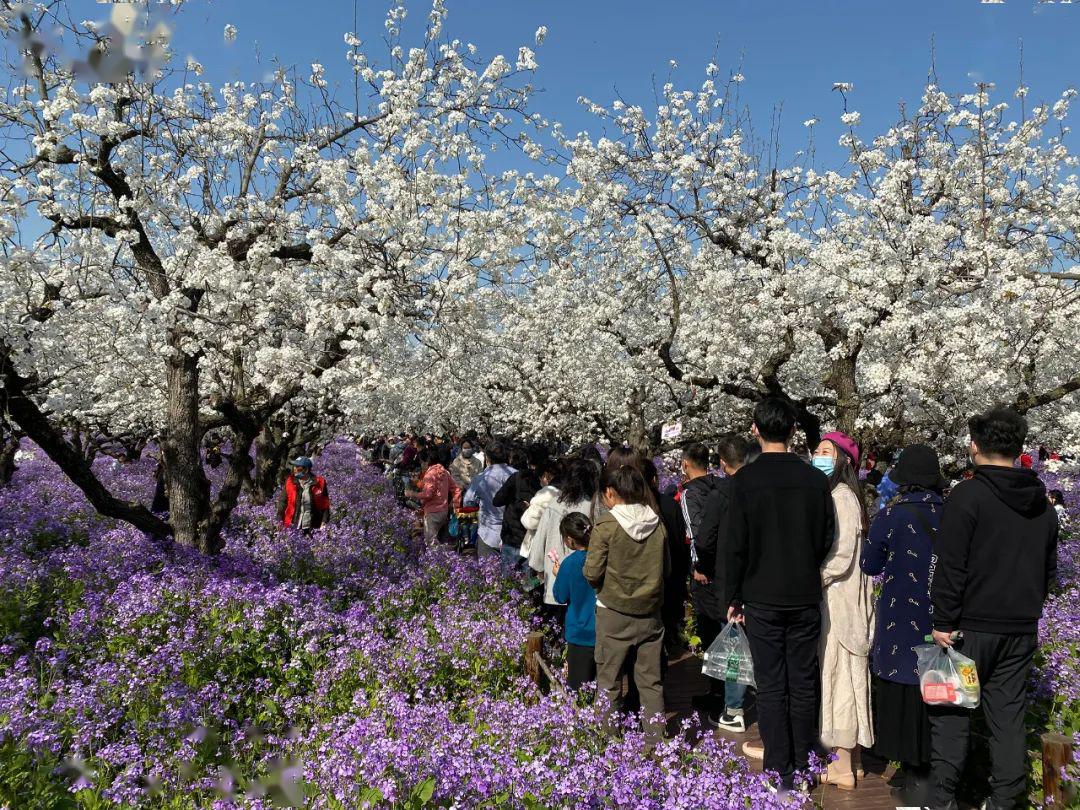 梨兰会人气爆棚绝美风景等你来邂逅