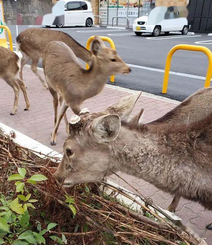 空气质量改善大熊猫上街遛弯病毒竟解决了困扰人类多年的环境问题
