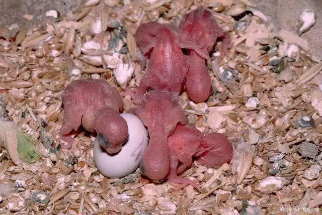 鹦鹉繁殖孵化难养殖户教你改善4方面轻松掌握孵化繁殖小技巧