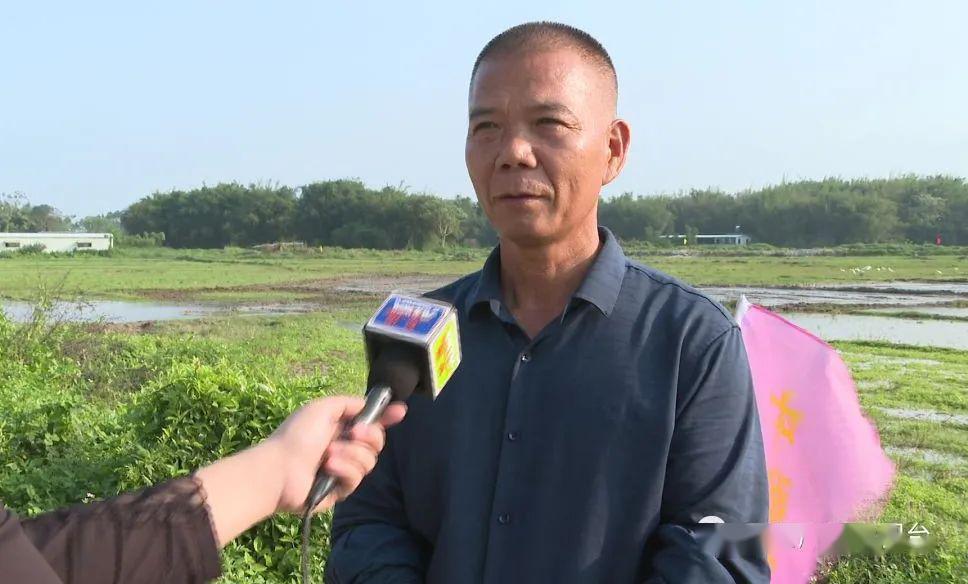 阳西县中源农业有限公司负责人 谢和平:目前种了200亩,大概7天要完成