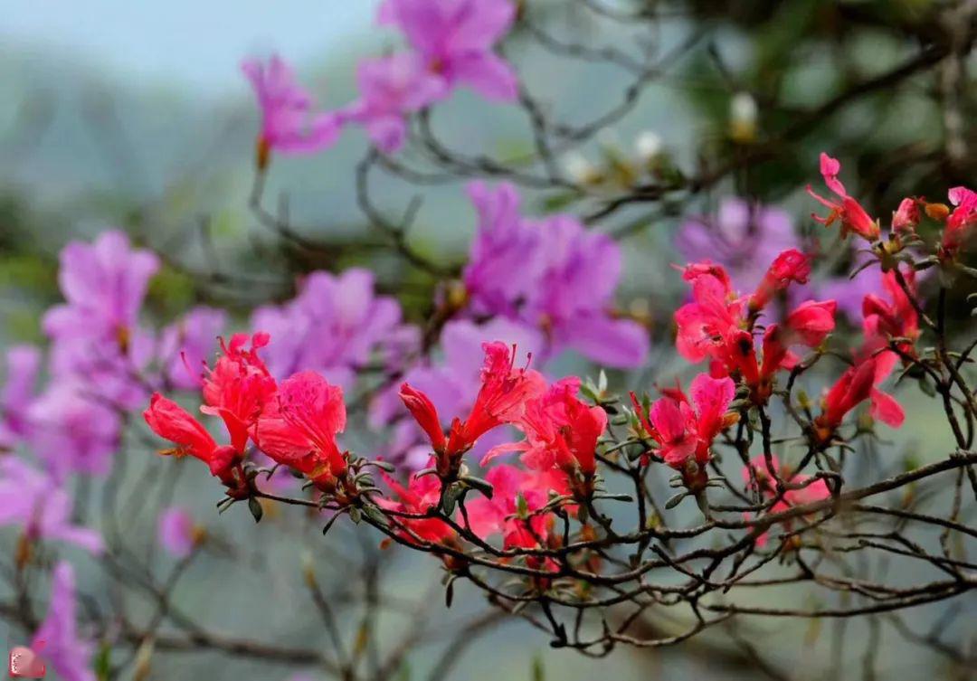 发现金寨|青山镇汤店村发现野生杜鹃"映山蓝"!