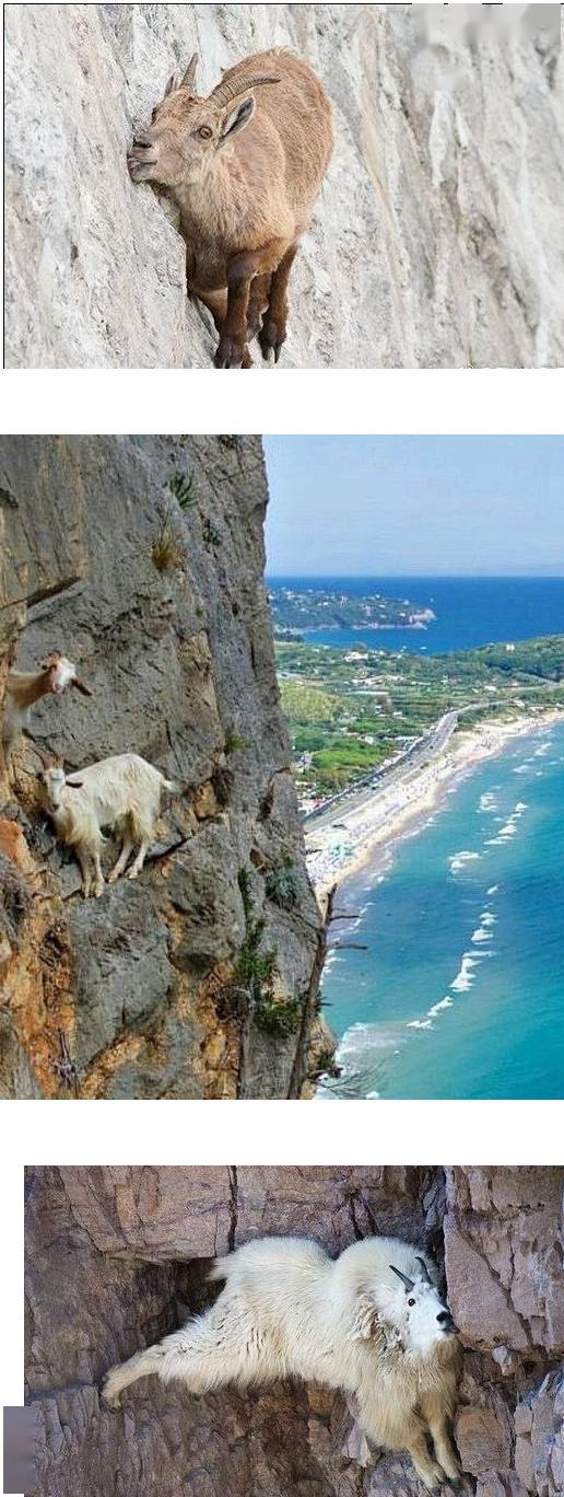 山羊爬山为什么厉害图片