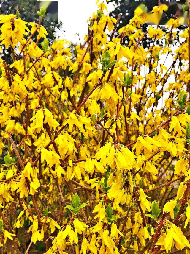 每朵花有四个花瓣金黄灿烂金钟花又名迎春柳大家应该就有个印象了但是