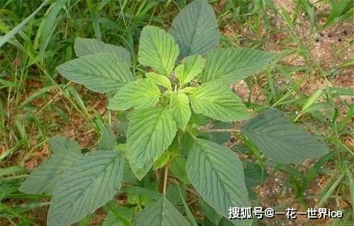 农村一种会"流血"的野菜,钙,铁含量极高,治肠炎,提高免疫力_苋菜