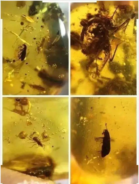 真假虫珀对比你不知道的小秘密