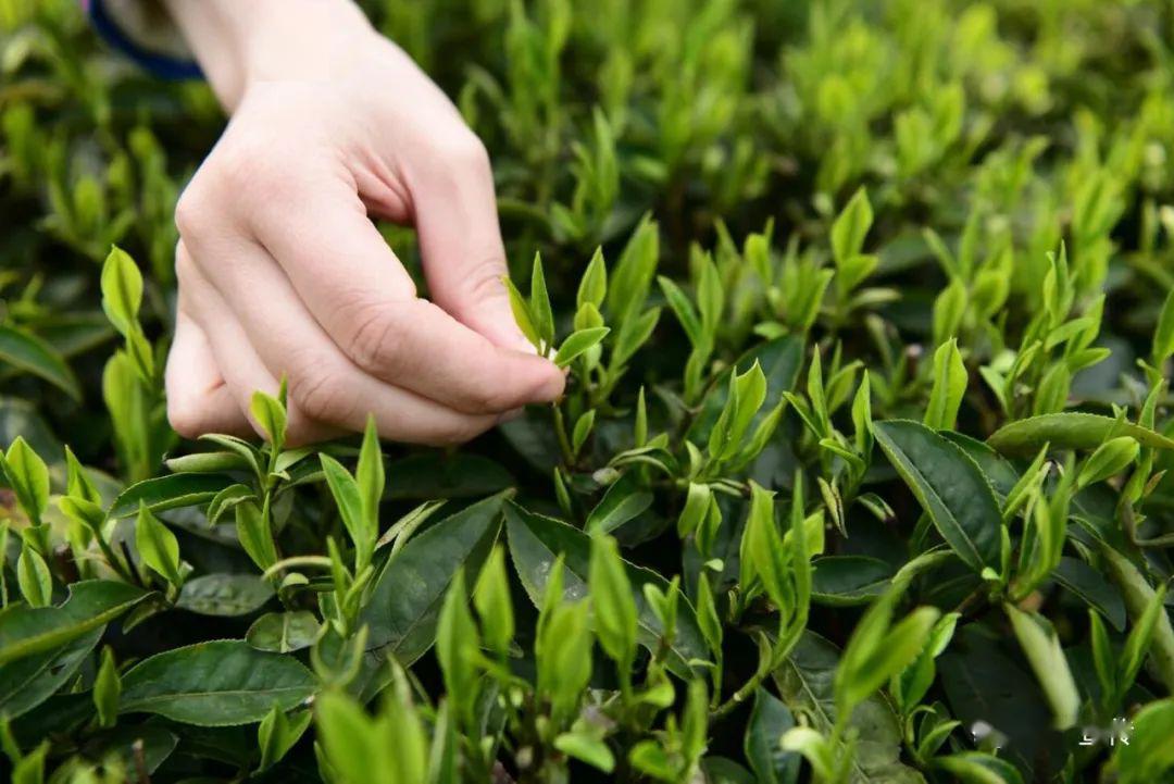 常宁:春到瑶乡茶飘香