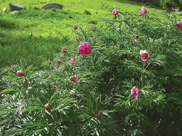 赤芍全國都可以大面積種植的芍藥