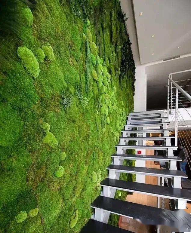 为什么人家的苔藓植物墙长得如此好你绝对想不到