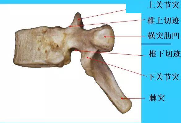 脊椎解剖圖解!_關節