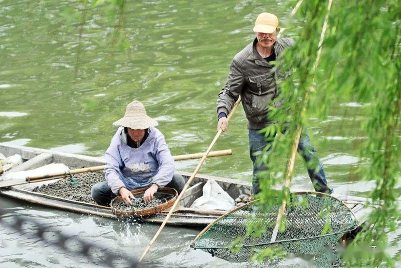 耥螺蛳61摸螺蛳61捞螺蛳_河泥