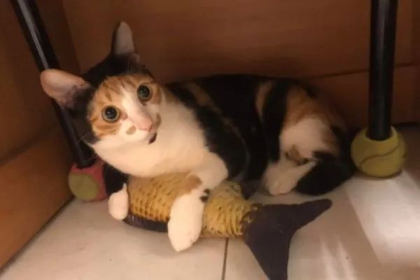 网友无意间领养了三花猫后 才发现它长得好奇特 网友 确定没p图 Wen Chee
