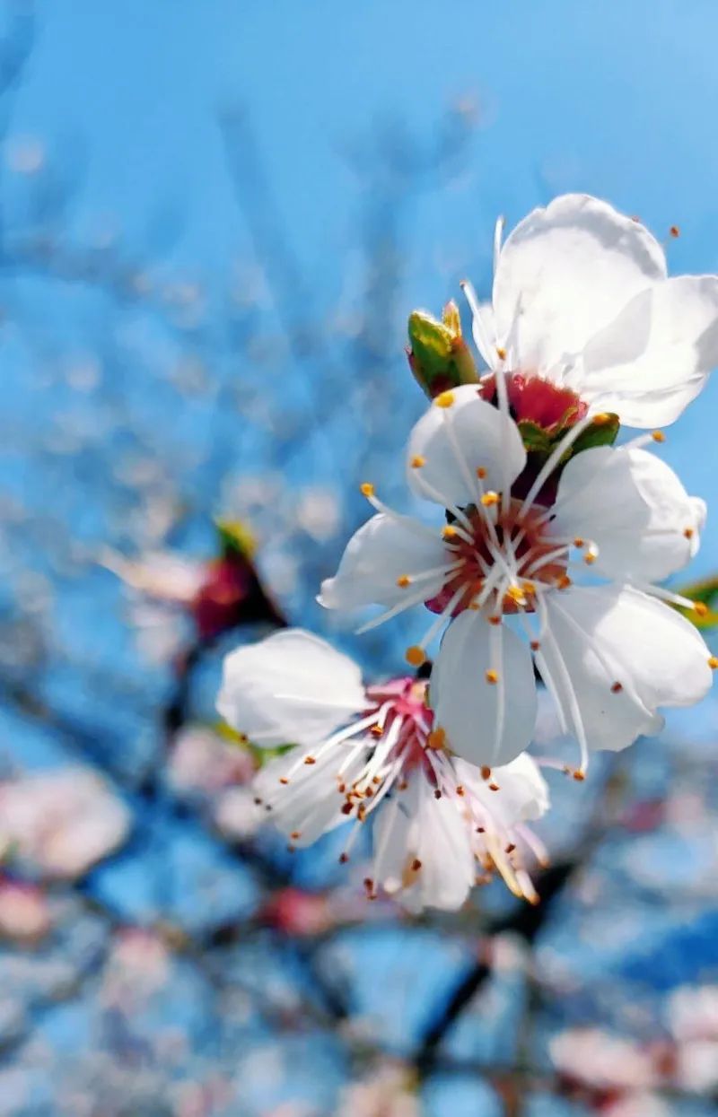 快来认领美图啦!咱天津人拍的春天,美到炸裂!_大名