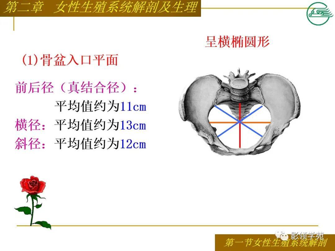 女性生殖系統解剖及生理