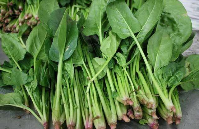 买菠菜时挑尖叶好还是圆叶好菜农记住这3点准没错