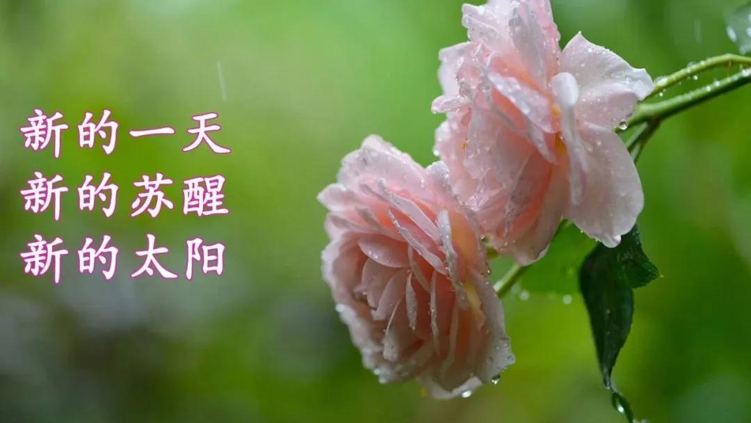 早上好问候图片表情包 最美的早上好鲜花图片