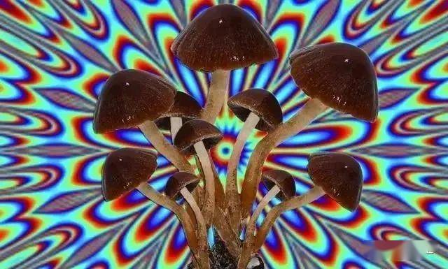 臻善动态容桂启明星o博士带你揭秘迷幻蘑菇