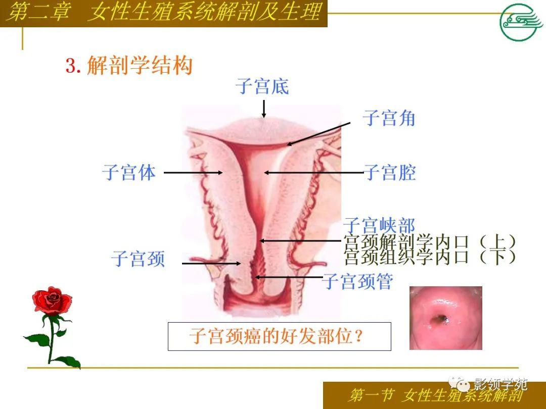 女性生殖系统解剖及生理