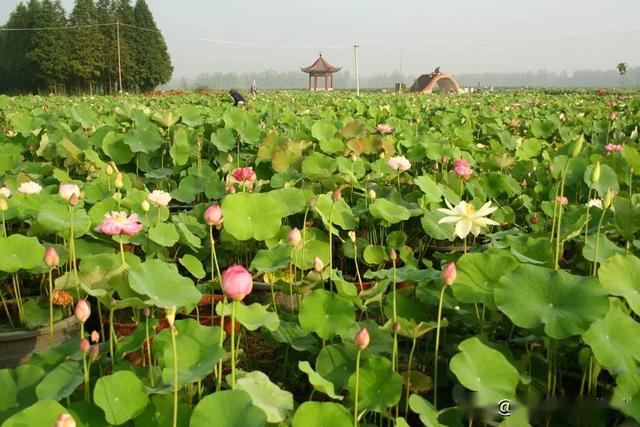临泉这个地方真牛央视都要来直播了