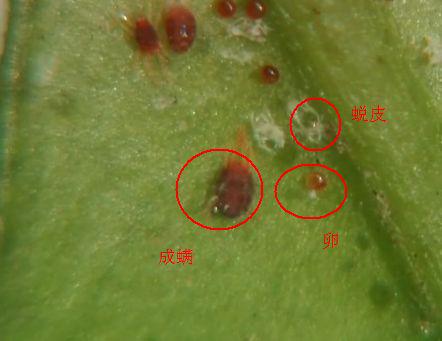 要防红蜘蛛用药要趁早教你几招用药小技巧