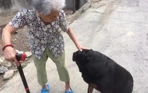 罗威纳犬自愿当90岁婆婆的拐杖每天陪老人散步晒太阳