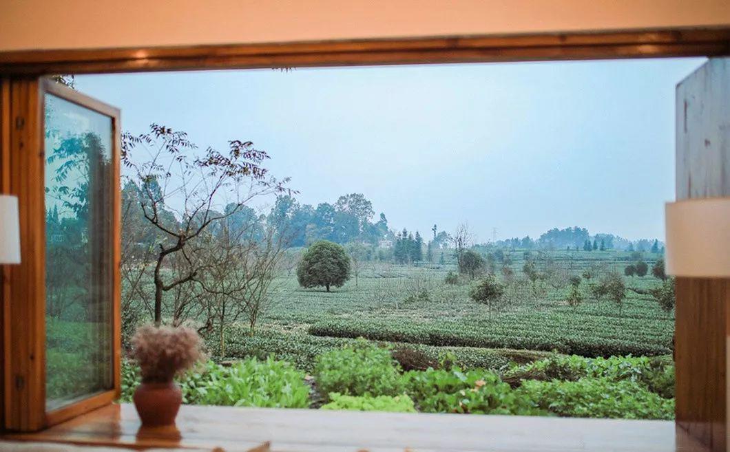 民宿365住茶园里的民宿回归平淡生活