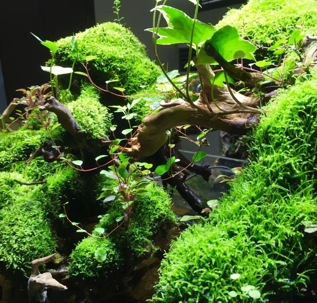 造景缸风水说的科学解读