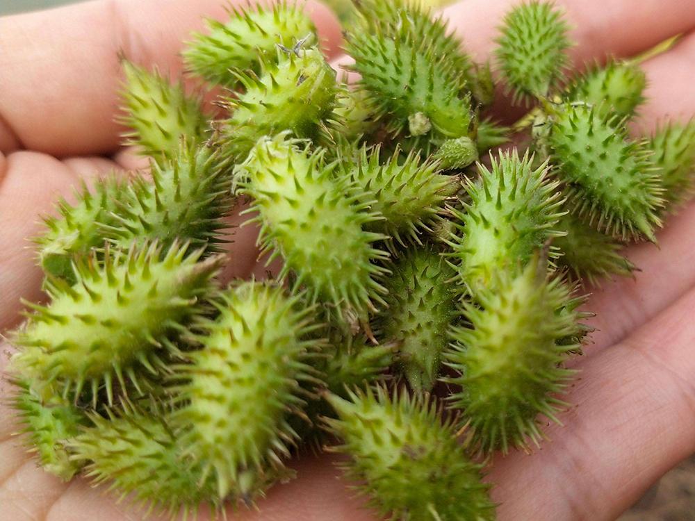 儿时当玩具,女孩子见到就烦,如今很多农民种植,果实8元一斤_苍耳