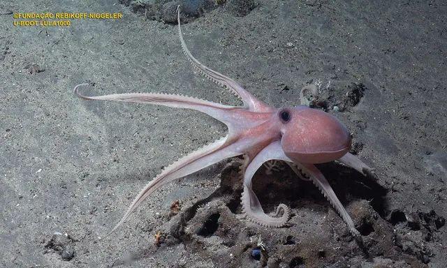 今天为地球发声