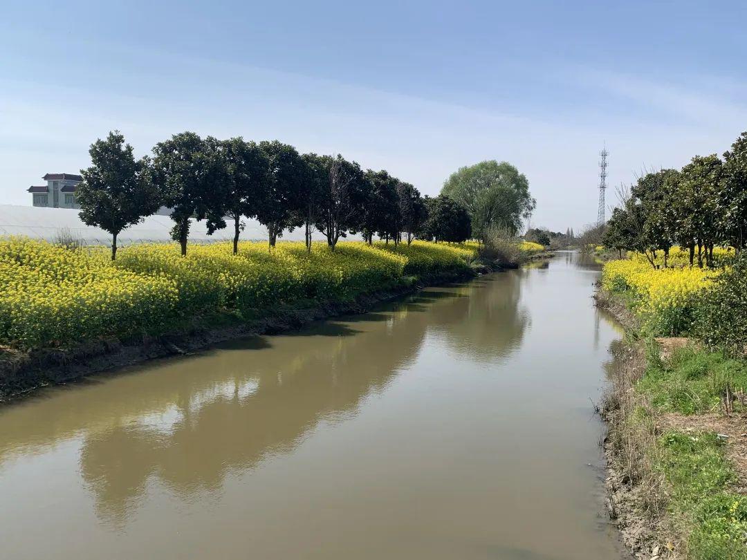 镇区动态四甲镇头桥村软弱涣散党组织的硬核蝶变