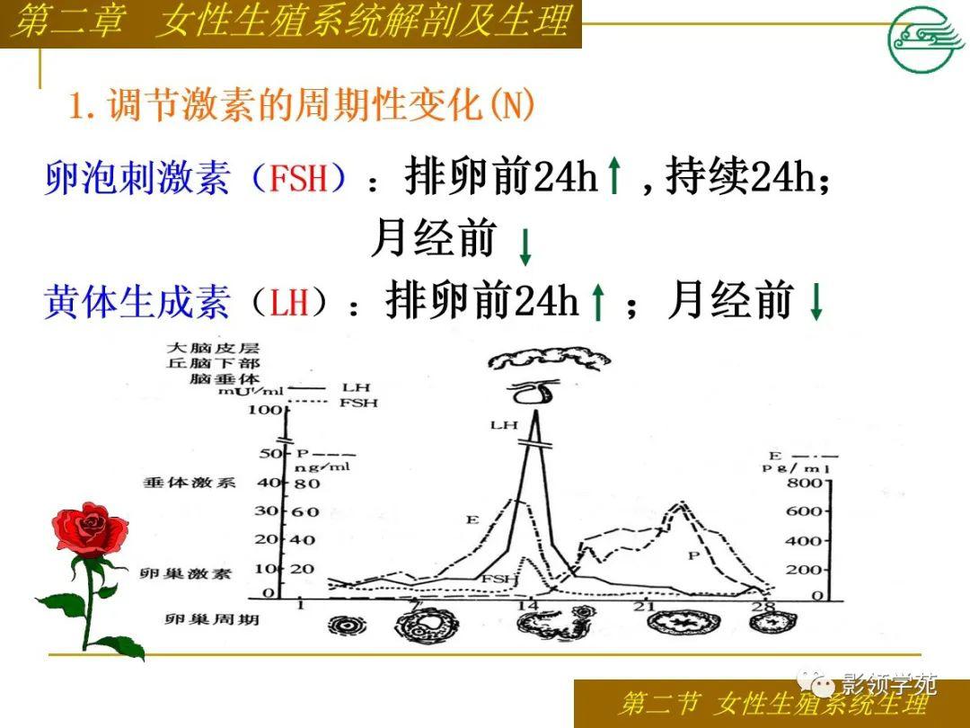 男女性生殖系统的比较(新冠对男女生殖系统的影响)-第2张图片-鲸幼网