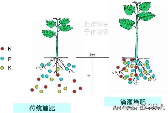 滴灌作物根区水肥分布特征、根区调控及水肥高效_养分