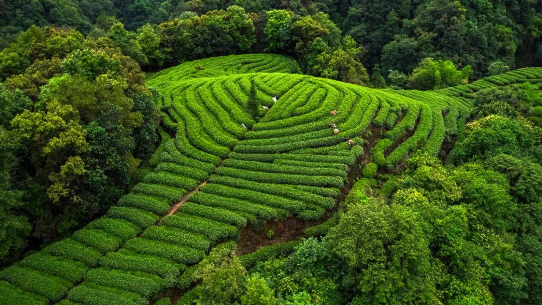 蒙顶山茶园小镇图片