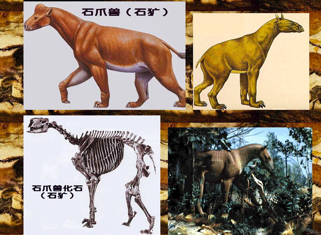 神农架疑似存在驴头狼,早已灭绝500万年,为什么又突然现身?