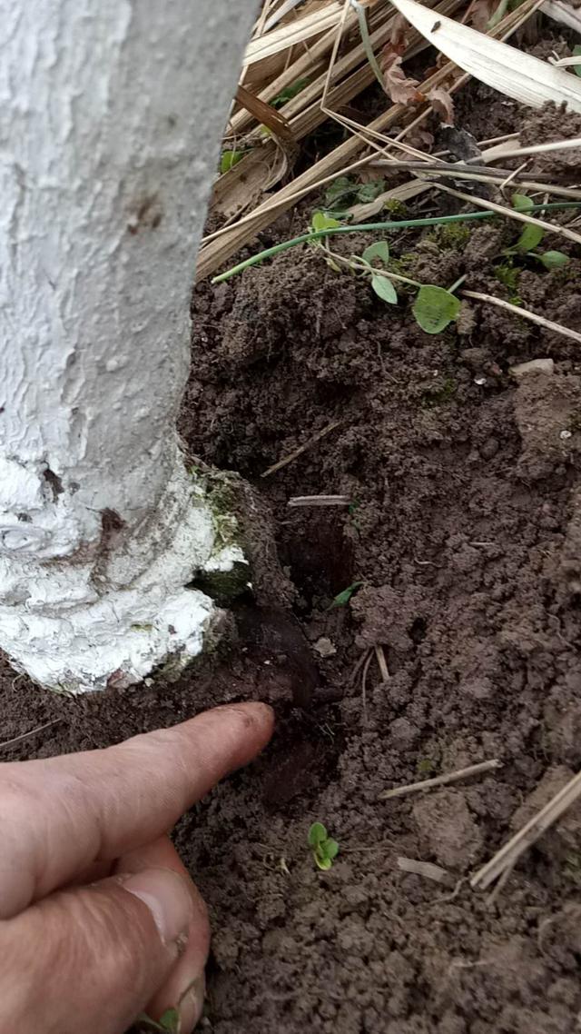 猕猴桃为肉质根,浅根系作物,其根系很有活力,在适宜的温度条件下,能不