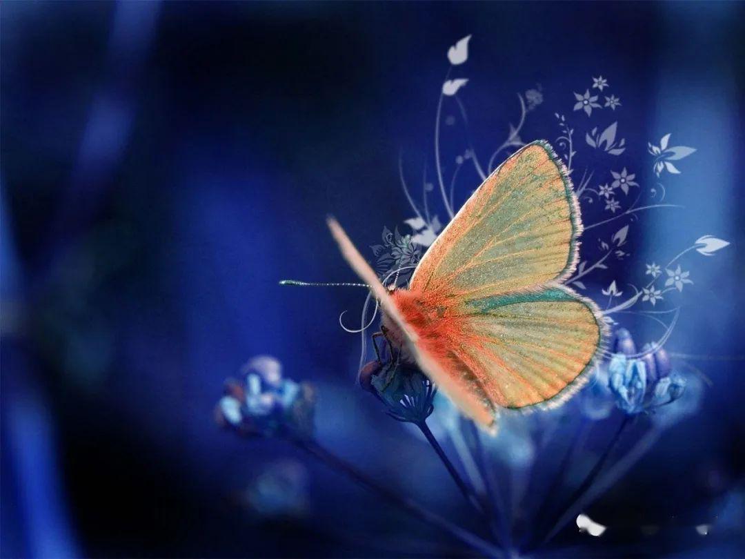 蝴蝶与蓝古韵盎然