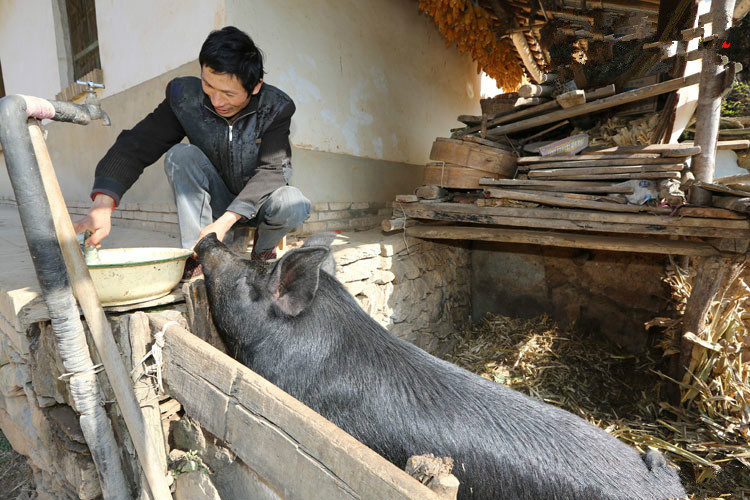 年关将近,"光棍"父亲杀头黑猪一锅肉,酒后真言让人红了眼底