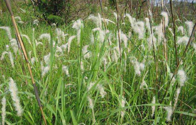 苏茅草,也就是白茅草.