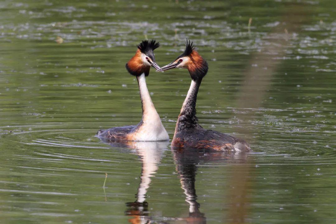 请到南四湖来观鸟