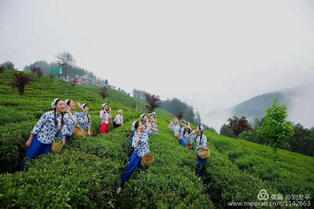 春采茶春茶采青,十里飘香欢歌荡漾,绿意盎然伴随着国家非遗的紫阳民歌