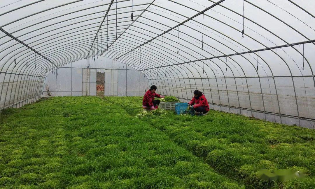 苦菊,冰草,法香,观音菜,芥蓝苗……这些特色蔬菜