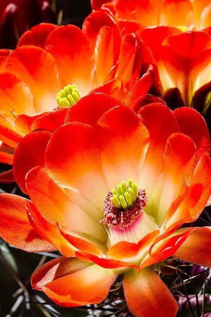 春天花已开好事自然来